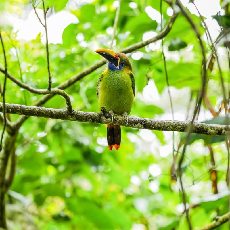 Avistamiento de aves tour Lecanto en Costa Rica